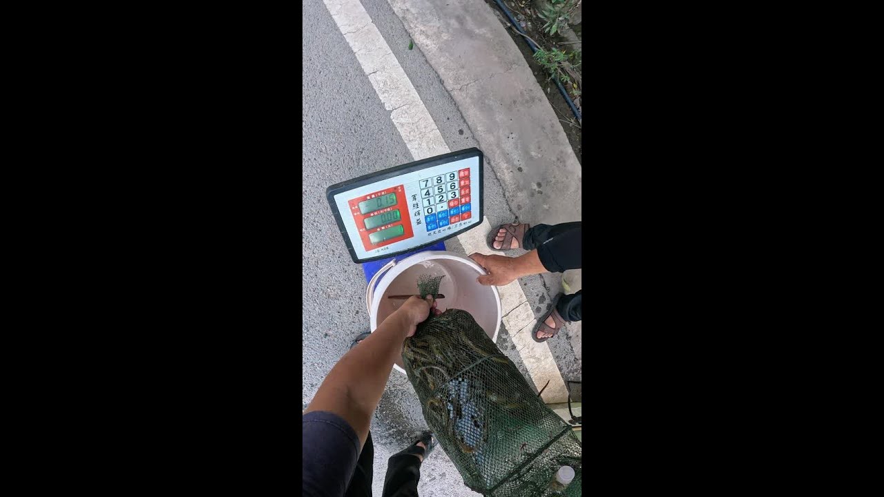 昨晚守了四个小时，没等到那个小偷。怕是如果走了，那个鸟人下半夜去给我偷了。得不偿失！最近都是小黄鳝！勉强能混