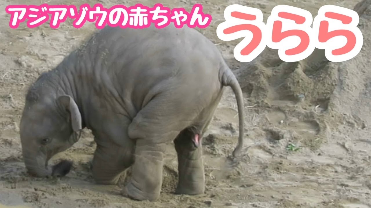 アジアゾウの赤ちゃん「うらら」泥んこ遊びはやめられない【東山動物園】
