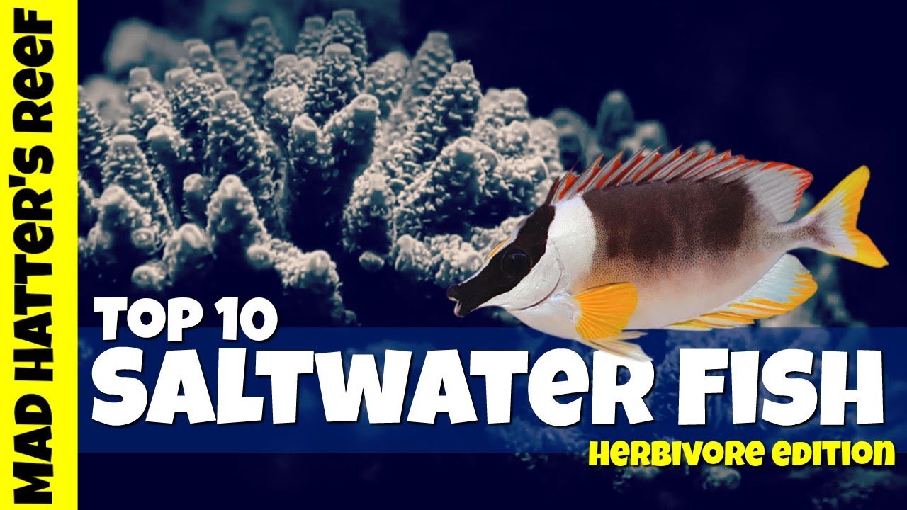 Top 10 Saltwater Fish That Eat Plants