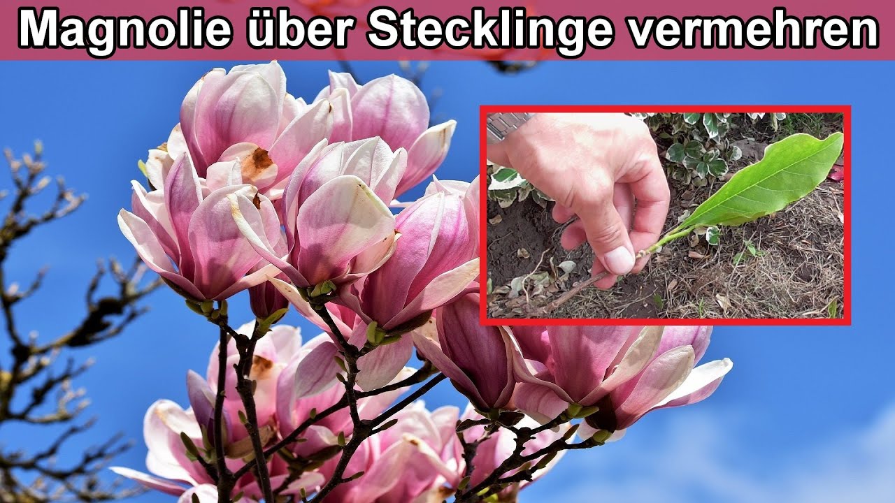 Magnolie durch Stecklinge vermehren &ndash; Magnolienbaum &uuml;ber Ableger selber ziehen Anleitung