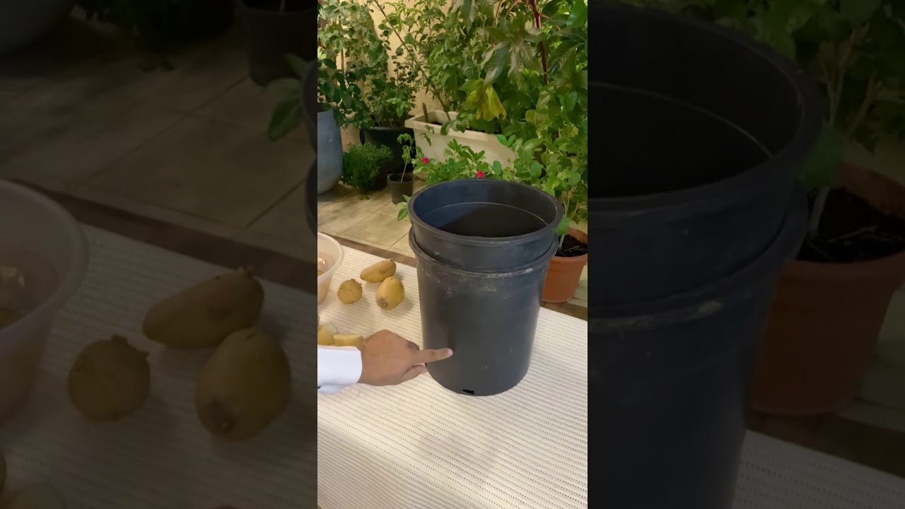 شرح  كامل طريقة زراعة البطاطس 🥔 في المنزل