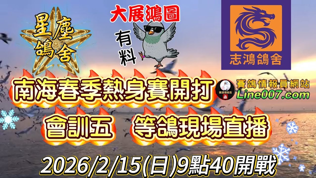 2026南海春季賽鴿競翔會訓五等鴿直播！