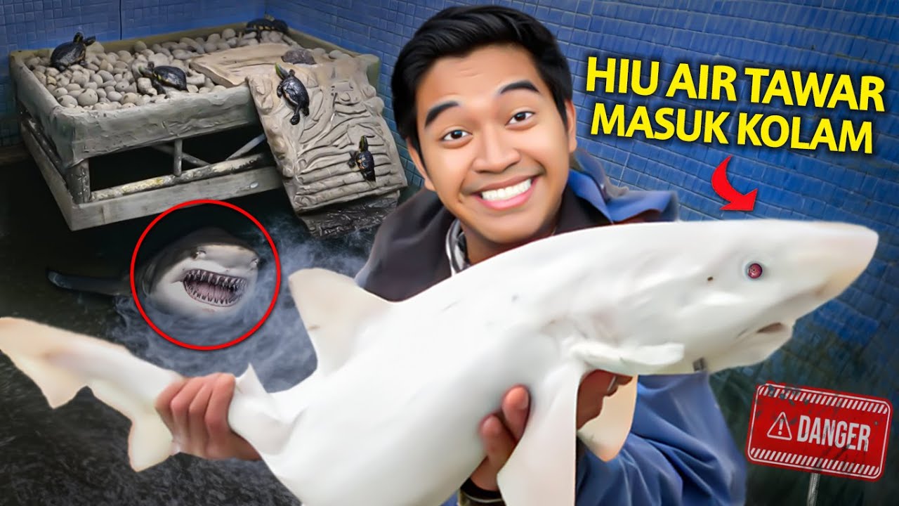BUNGKUS IKAN HIU ALBINO AIR TAWAR RAKSASA DARI PINGGIR JALAN BUAT DI KOLAM!