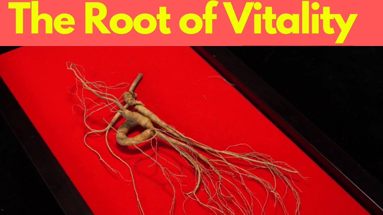 Женьшень обыкновенный: корень жизненной силы | Наука об адаптогенах от PhytoNexus