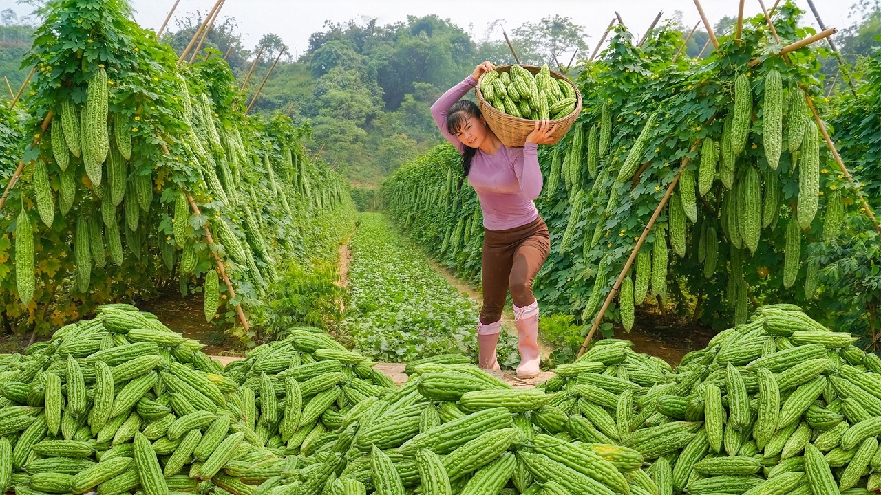 Use Truck To Harvesting Lots Of Bitter Melon In The Large Bitter Melon Garden Go To Market Sell