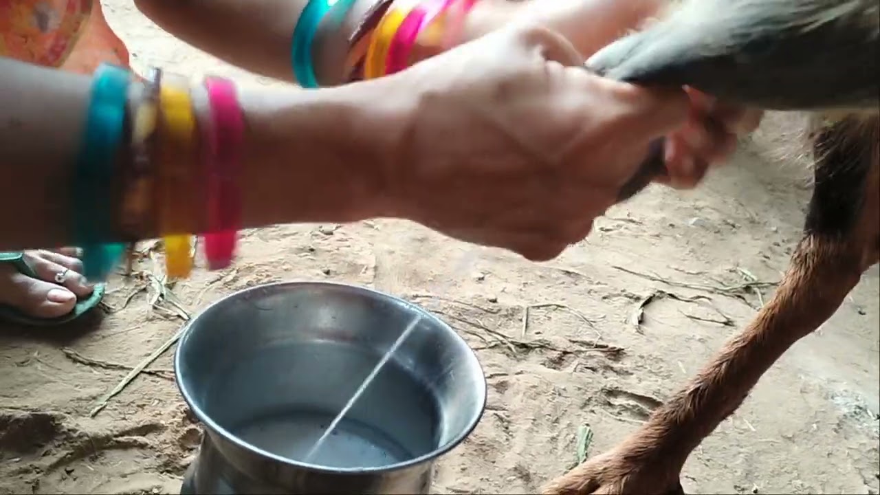 Goat milking by hands .