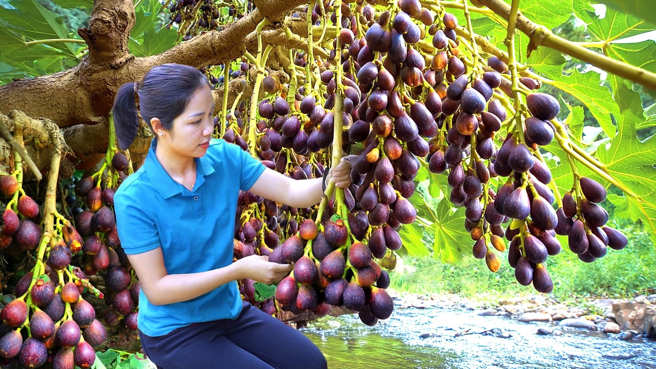 Harvesting 1000 + Kg Wild Purple Fig On The Hill To Sell At Market, Pick Fresh Mangoes