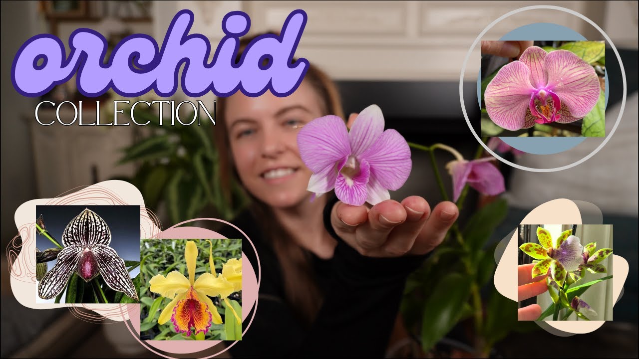 My orchid collection | My intro into orchids (beginner) + collection updates ♡