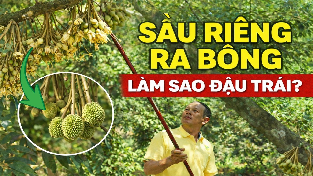 Giai đoạn quyết định năng suất sầu riêng: chăm sóc ra bông và đậu trái non đúng cách