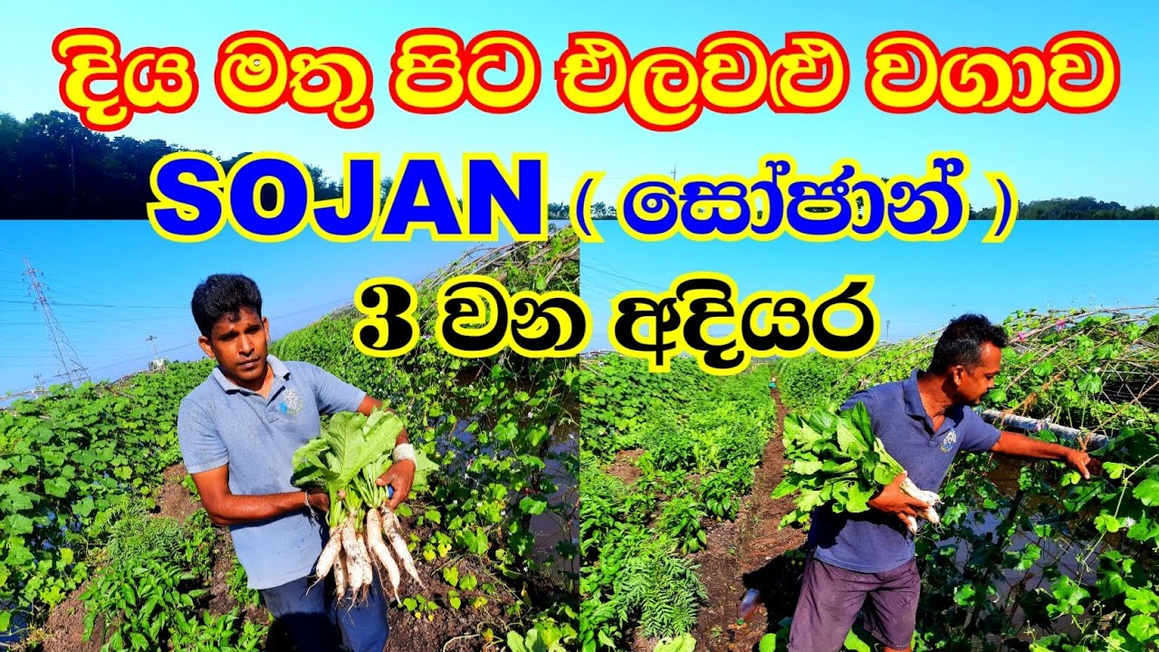 Amazing Sri Lanka's first floating sojan farm part 3.ලංකාවේ පලමු දිය මත පාවෙන සෝජාන් ගොවිපළ අදියර 3.