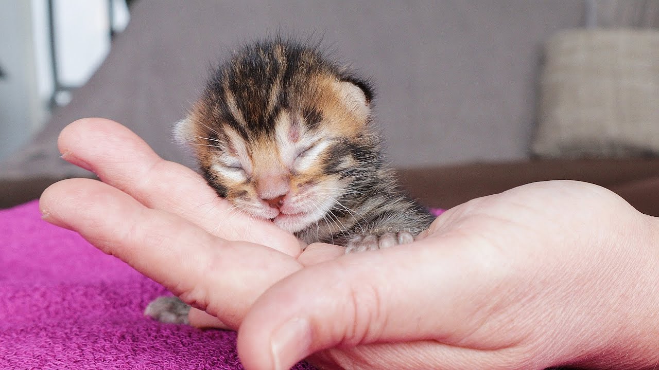 Try not to Fall in LOVE With These Kittens - Cute sleepy faces 💖