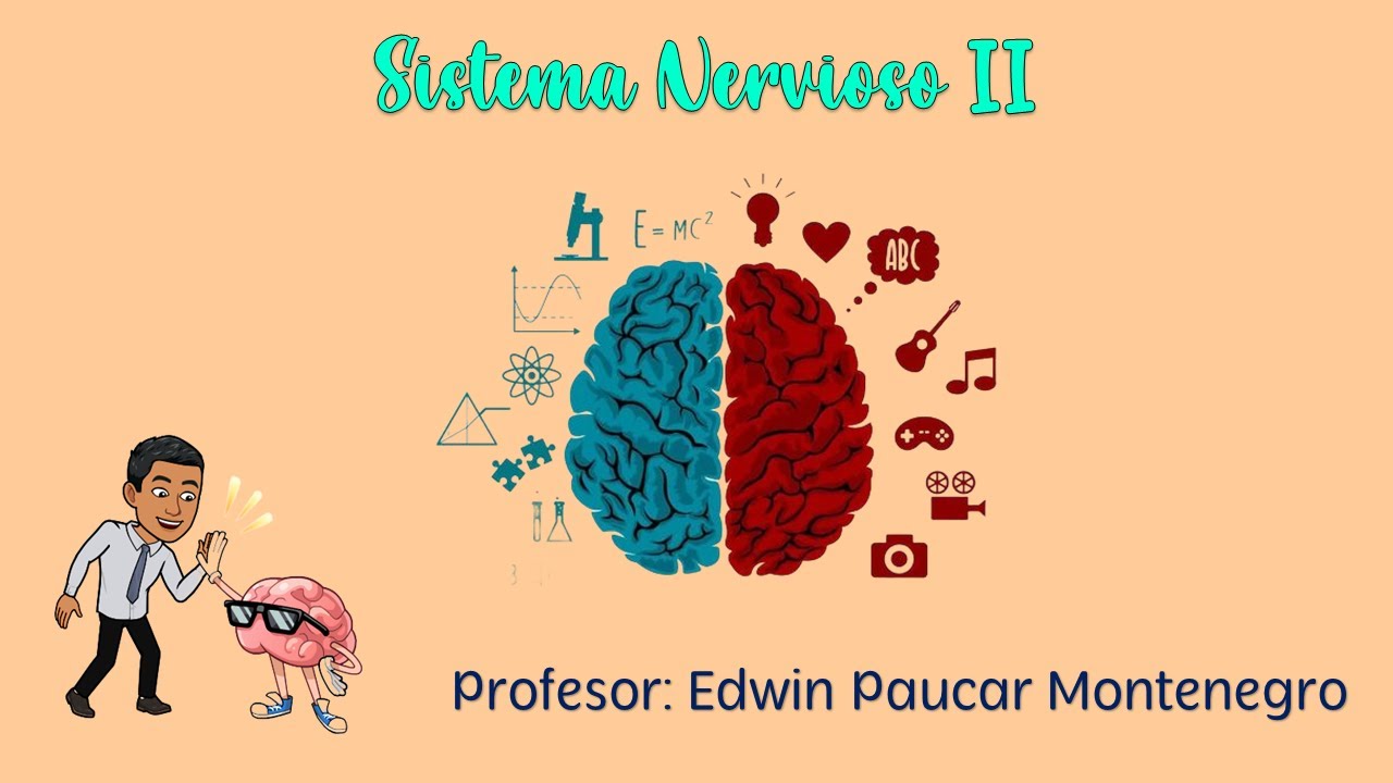 Sistema nervioso II / S.N. central / cerebro / cerebelo / tronco encefálico / medula espinal