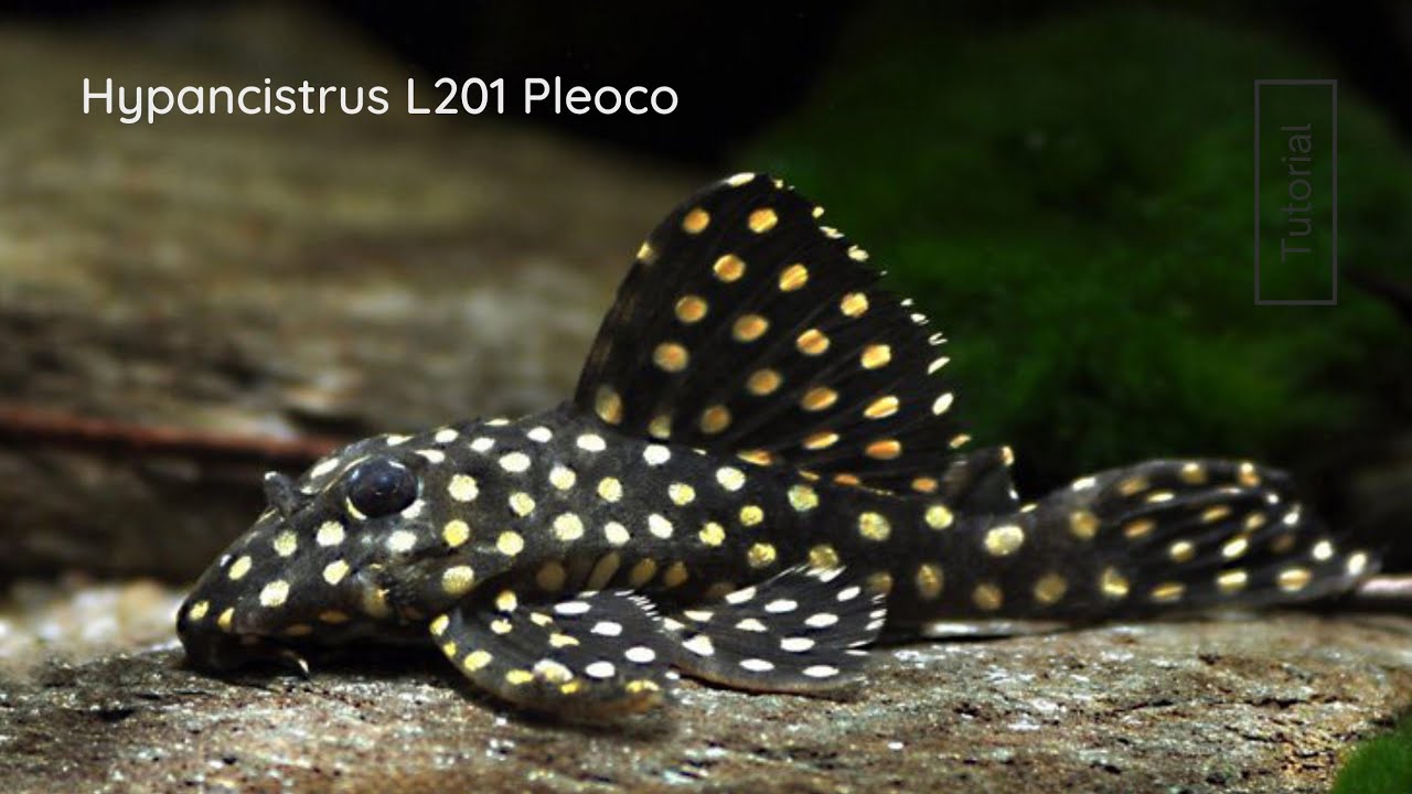 How To Set up Your #aquarium for #breeding  L201 Hypancistrus #pleco #fish #aquariumhobby