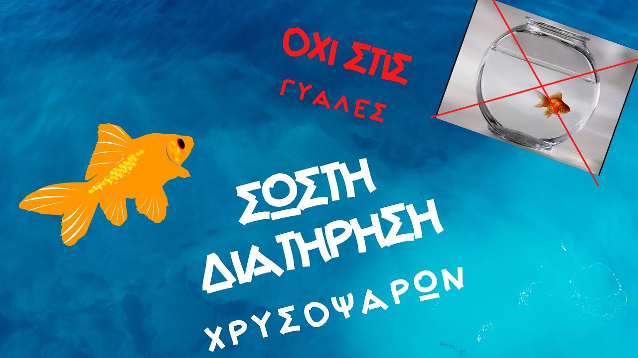 Μερικά πράγματα για τα Χρυσόψαρα