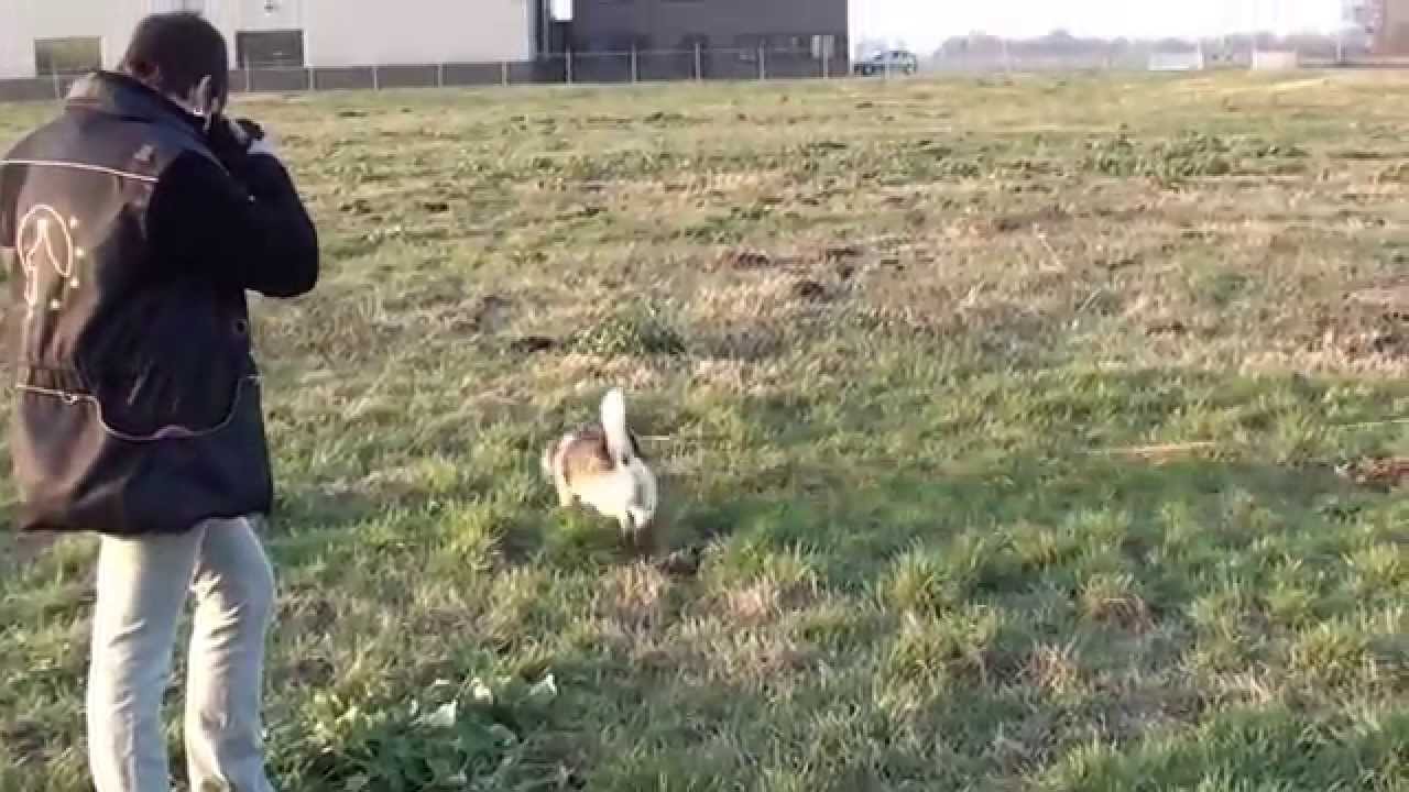 mantrailing pelle 2015-02-13