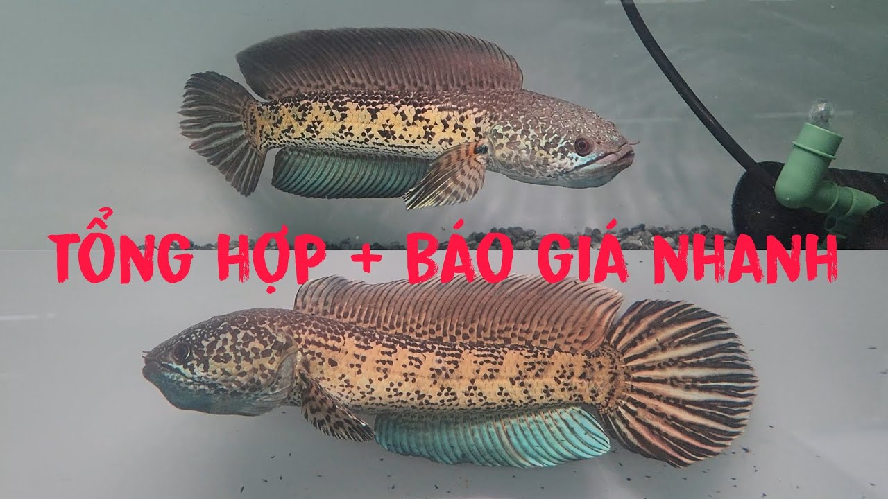 TỔNG HỢP + BÁO GIÁ NHANH NHỮNG DÒNG CÁ LÓC ĐANG CÓ NGÀY CUỐI NĂM TẠI TY CHANNA #cácảnh #channa 