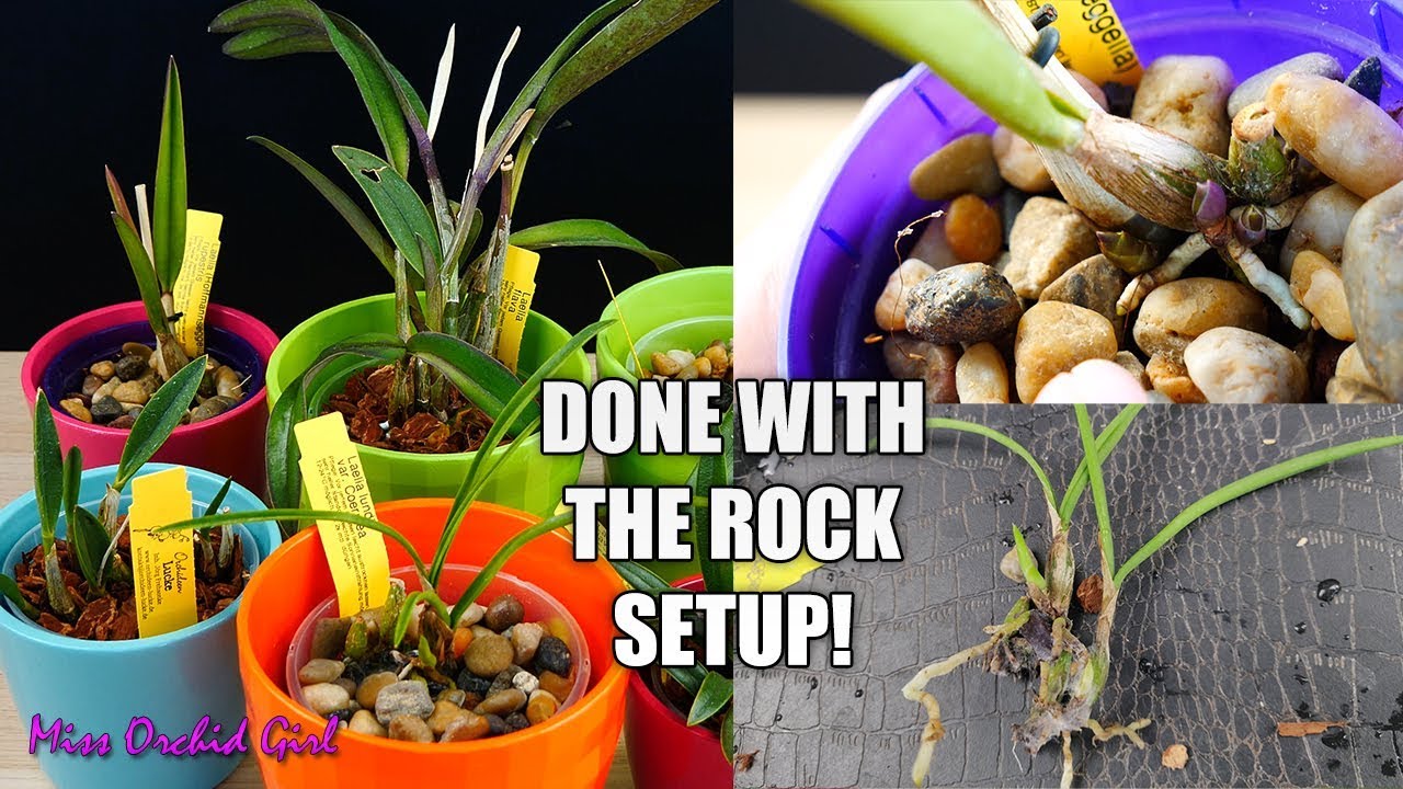 Project Laelia Orchids Ends NOW! - Molds & root problems possibly explained!