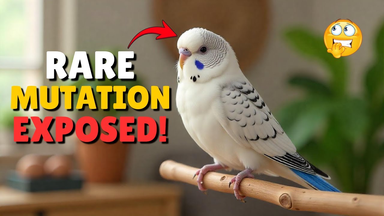 RARE Budgie Mutation EXPOSED! | Texas Clearbody Breeding & Surprising Results