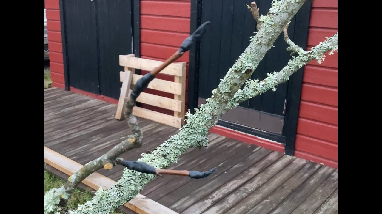 Ympar Päronträd - med Vulktejp (Skarvympning)