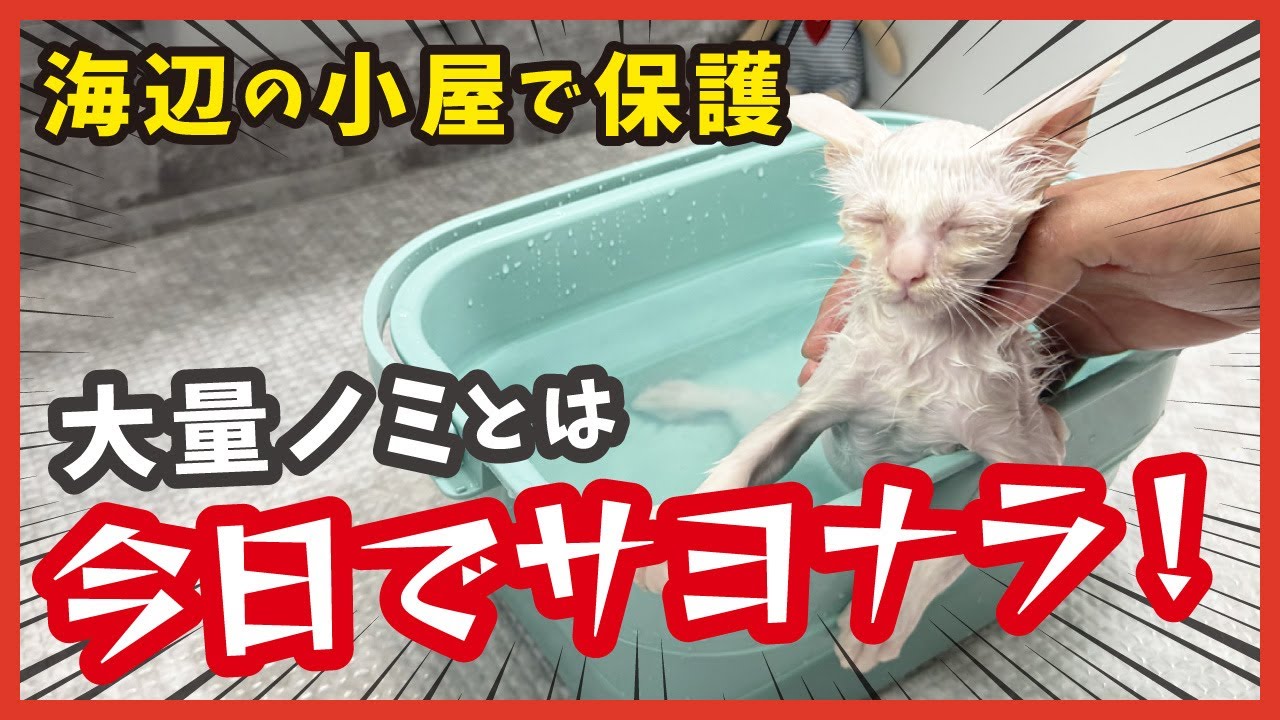 ノミがいっぱい…でも大丈夫！保護子猫の初バスタイムでキレイに大変身。