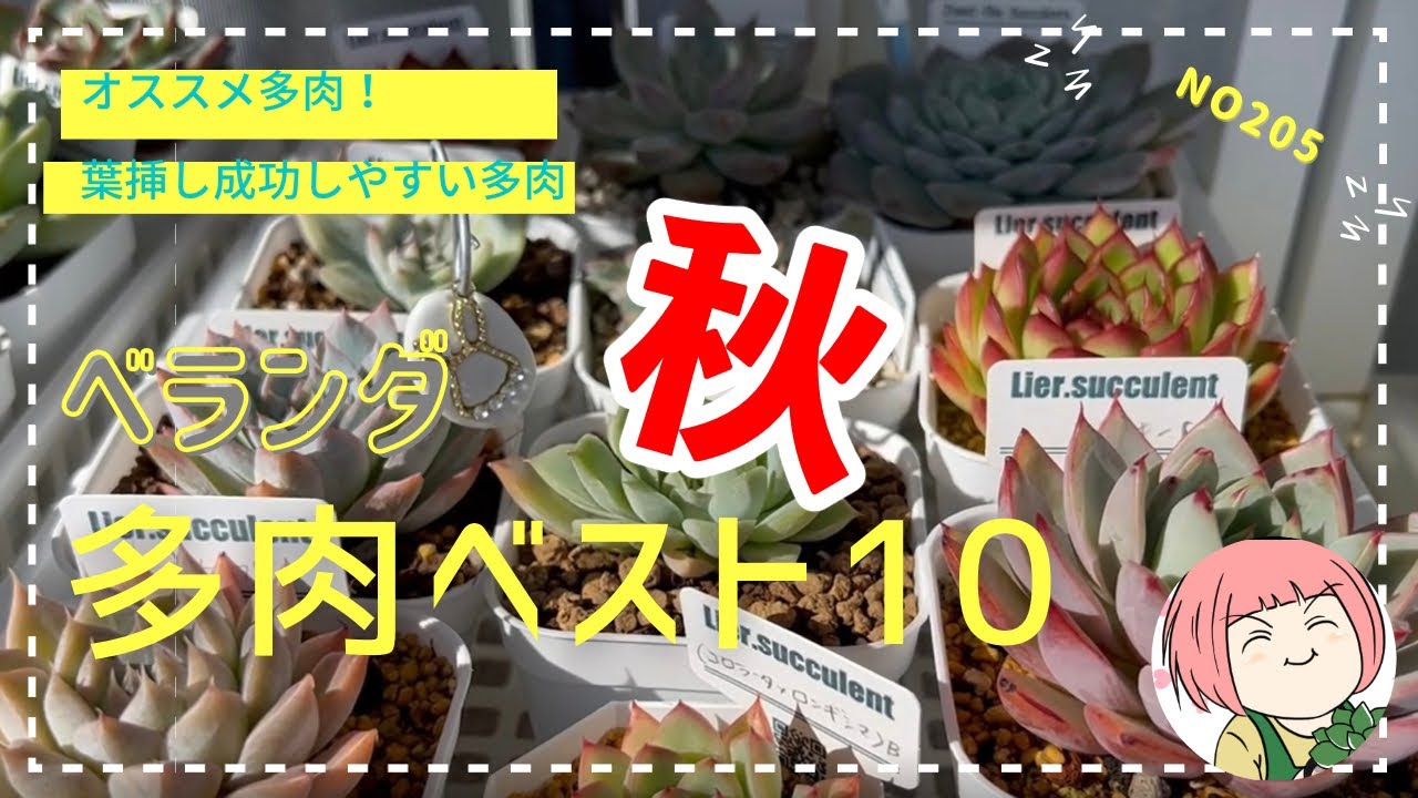 205【多肉植物】我が家のベランダ多肉ベストテン・秋から紅葉の季節へ変化を愉しむ