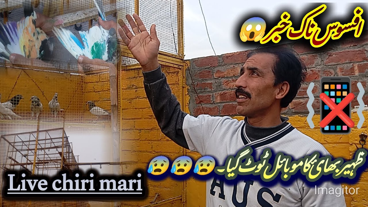 Live chiri mari
