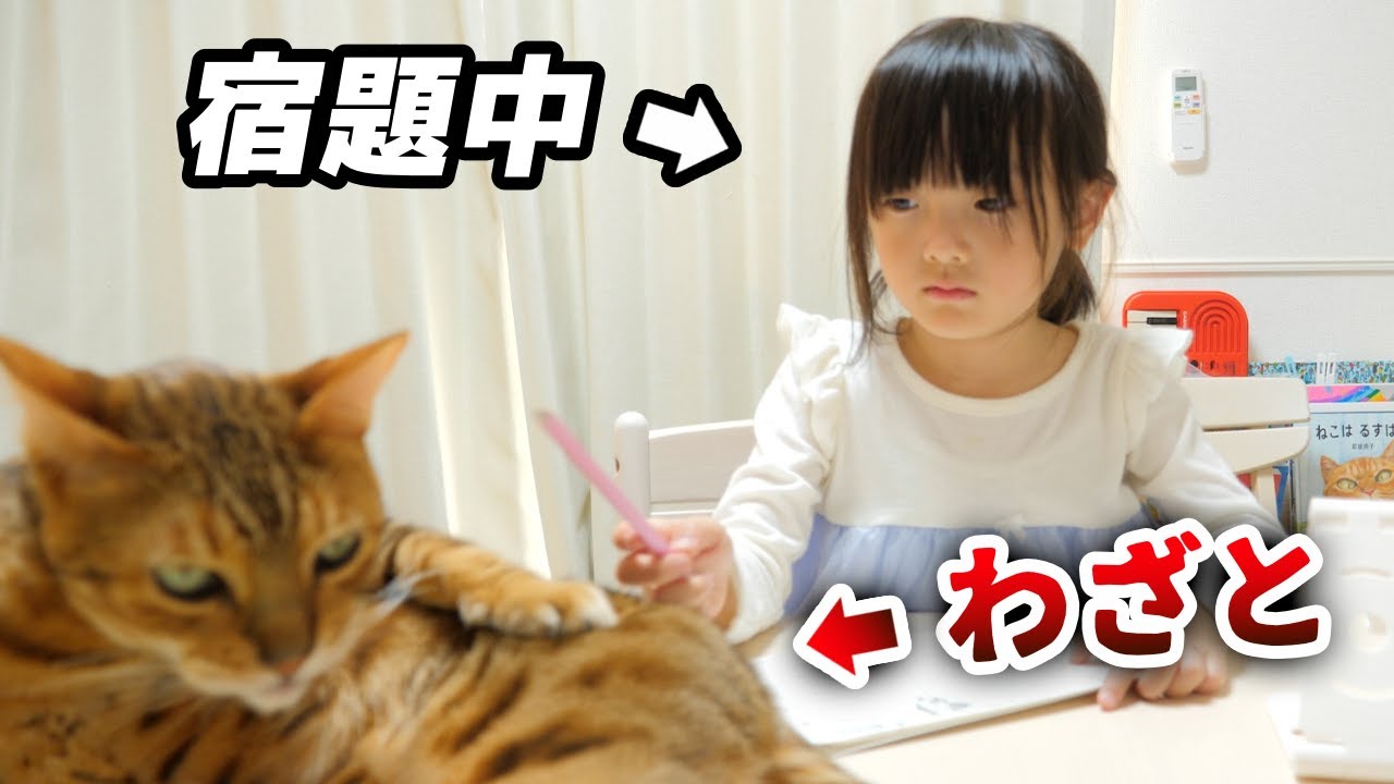 猫がいる生活。邪魔をされながら宿題をする6歳娘