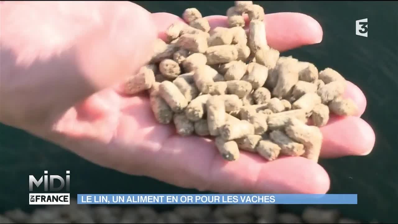 L' Aliment révolutionnaire pour les vaches : Le lin