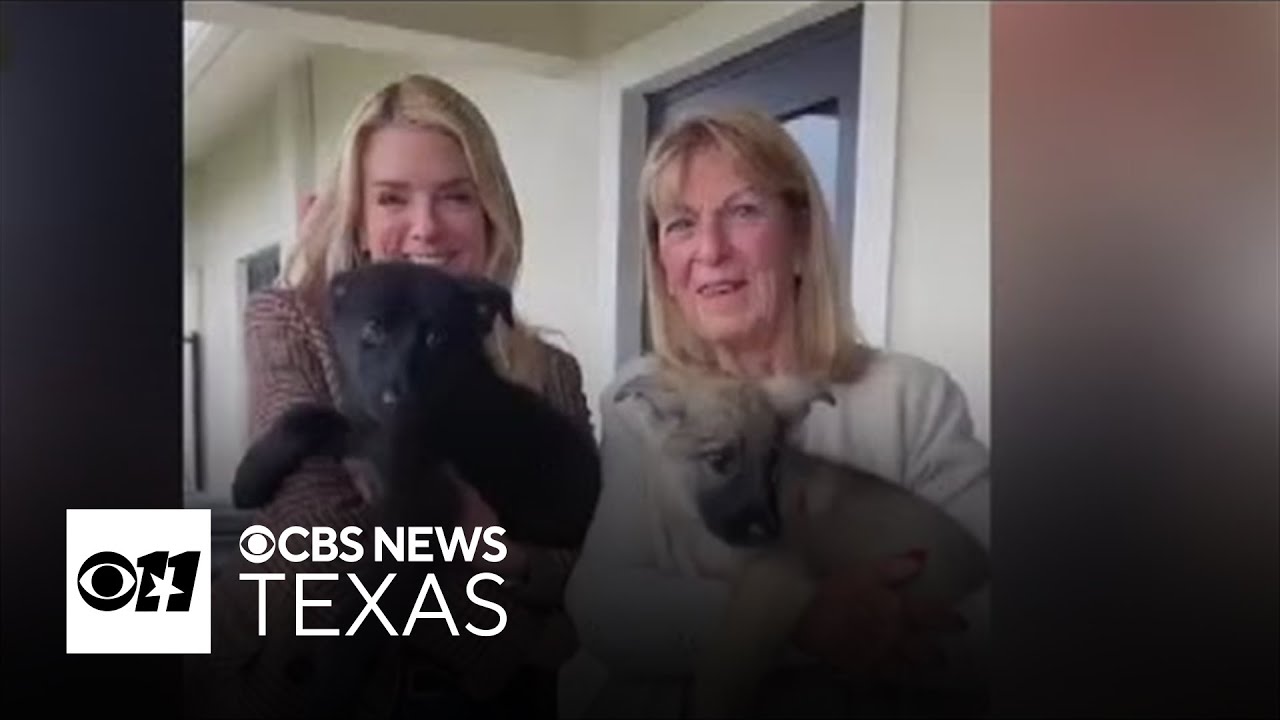 100 German shepherds rescued in Texas‑linked cruelty case now need homes