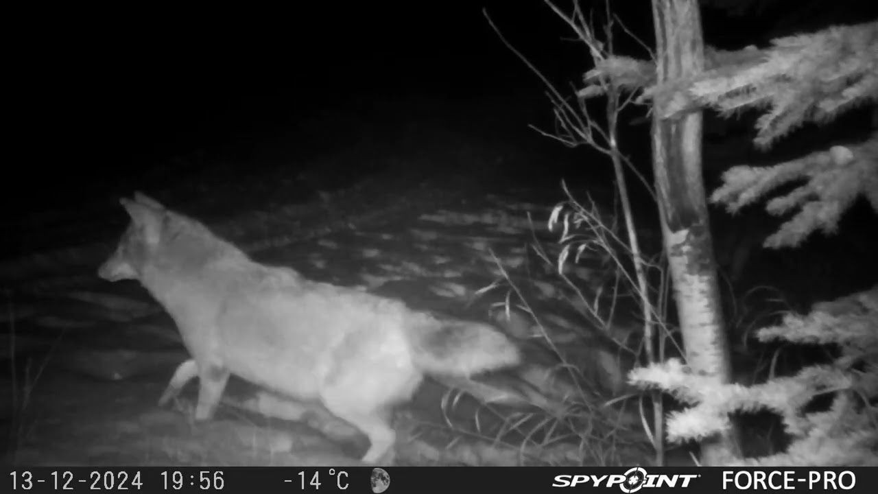 Winter 2024 25 Coyotes   Part 1