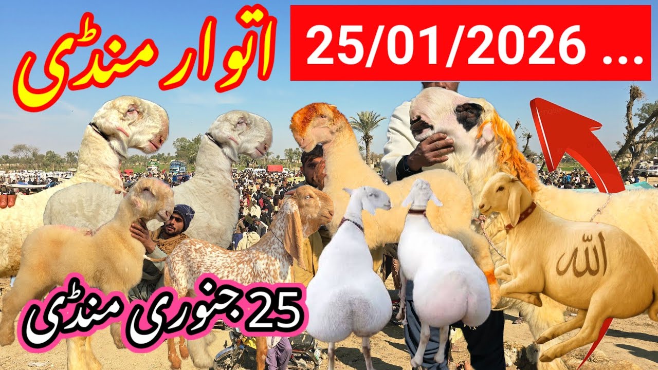 Sunday 25 January 2026 Mandi 👉25/01/2026) Nadi farm Mandi اتوار منڈی itwar Mandi
