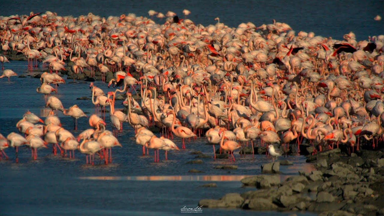 La nidificazione dei fenicotteri rosa a Molentargius (Pink flamingo nesting) Sardegna 4k