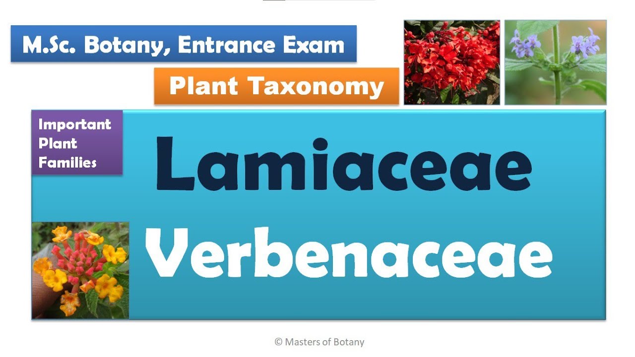 Lamiaceae & Verbenaceae | M.Sc. Botany Entrance | Angiosperm Families | Important Notes