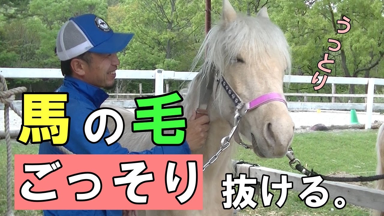 馬たちの毛をごっそり抜きました。それぞれの表情がかわいすぎる。