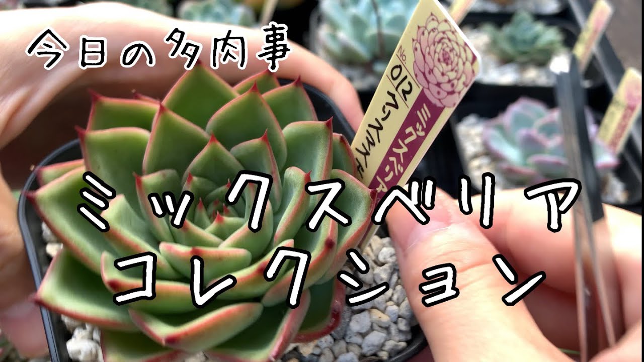 【今日の多肉事】春に狩ったミックスべリアの現在の様子