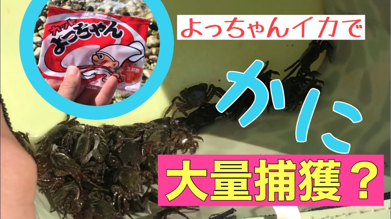 あのお菓子でカニを大量に捕獲！？