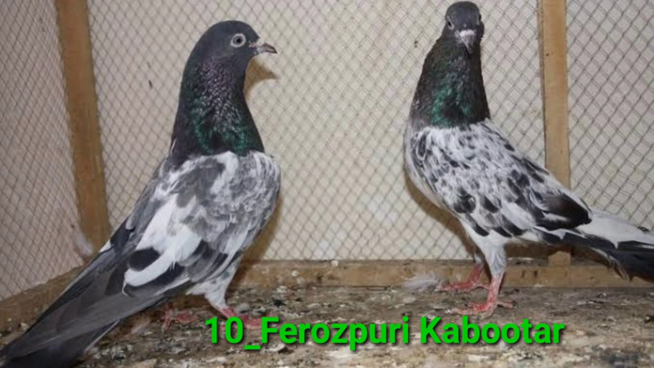 Top 10 High Flyer Peigeons kabootar in Pakistan  || Khokhar Peigeons Club