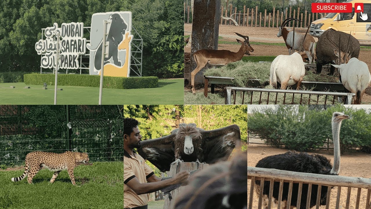 Dubai Safari Park | Wildlife Park in Dubai | Full Tour