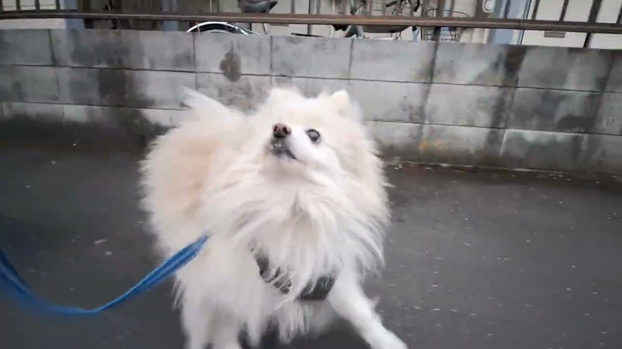 2026年2月12日木曜日　ポメラニアン？🐶　テテ！