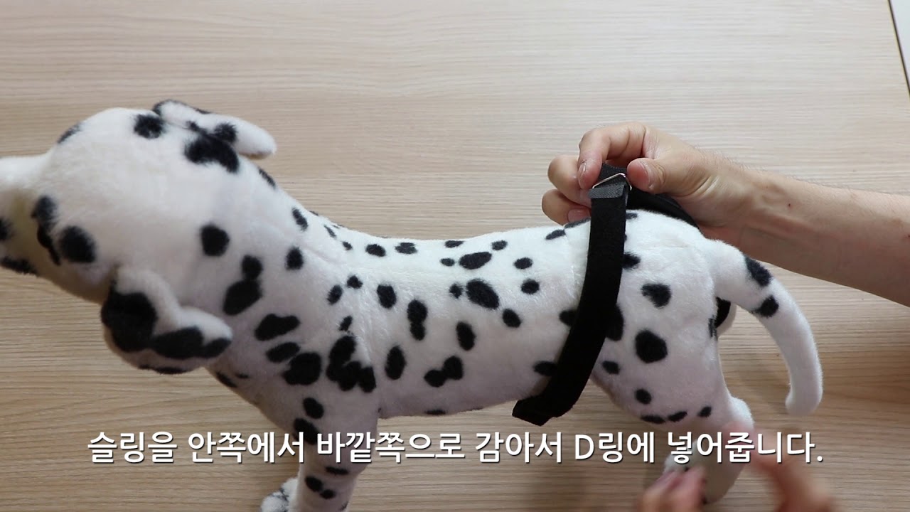 펫츠오앤피 슬개골 보호대 착용 영상입니다.