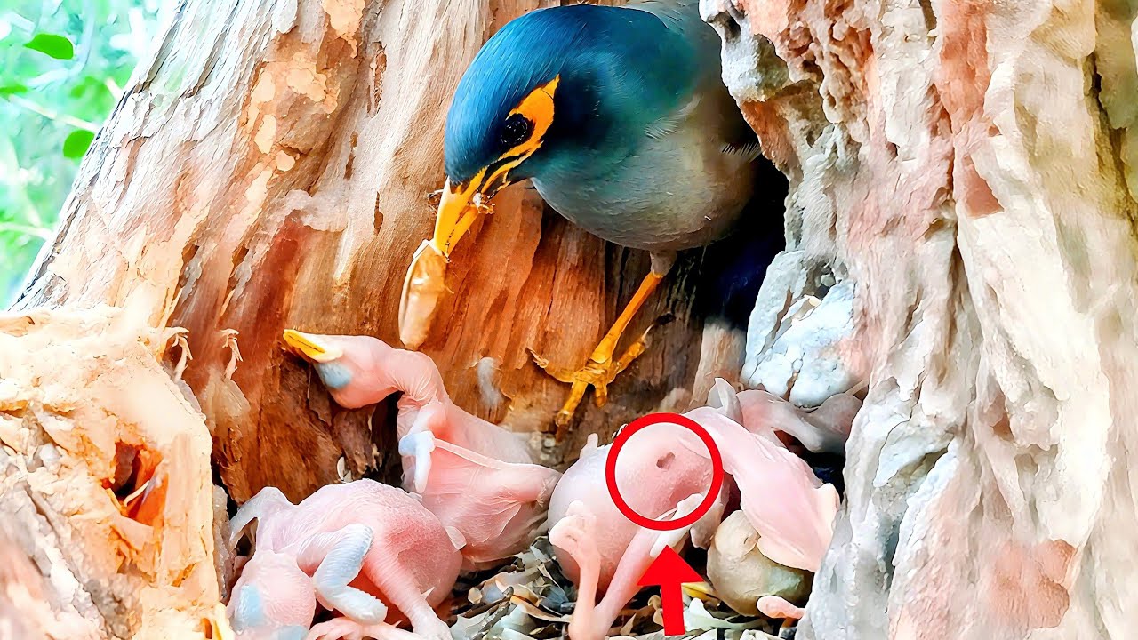 Feeding Frenzy Turns to Fear Ants Attack Myna Chicks @beautyofnature4988 