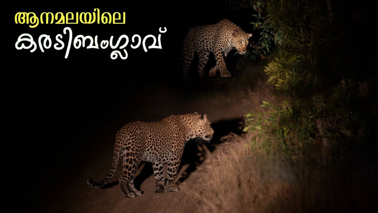 പേടിയുള്ളവർ ഇവിടെ പോകരുത് ! AMBULLI ILLAM TOPSLIP TOURISM |ANAMALAI TIGER RESERVE  | 4K UHD