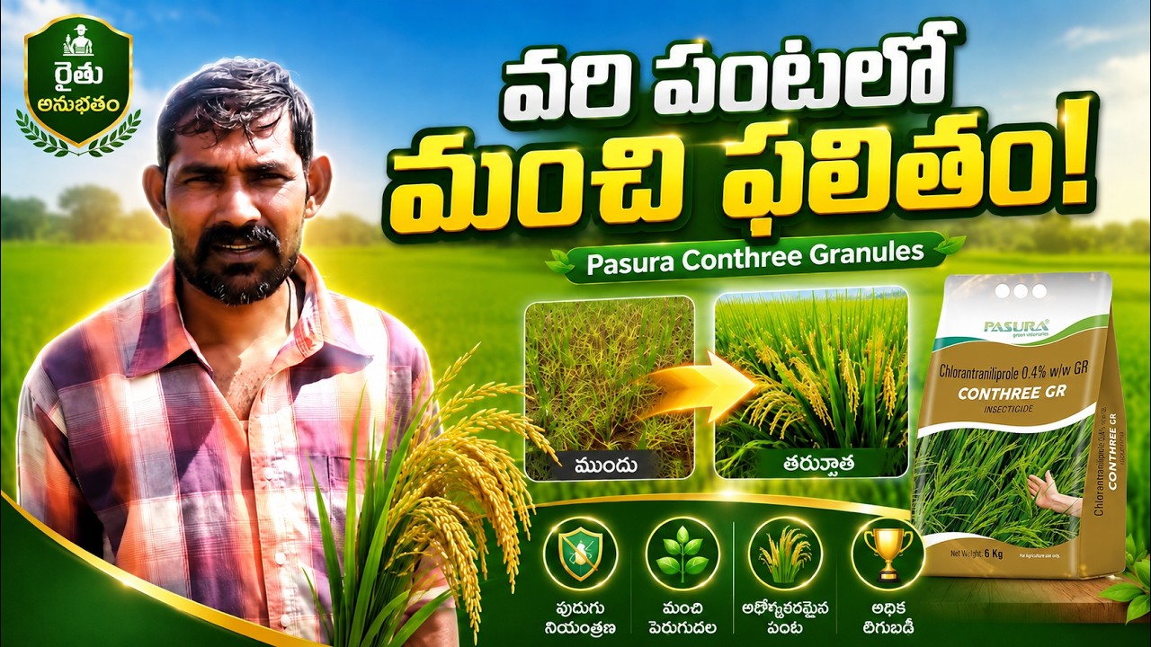 Farmer Feedback on CONTHREE GR | Excellent Results in Paddy Crop