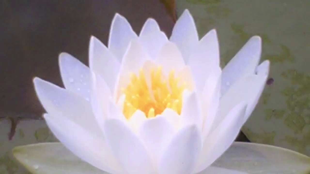 10 minutes chanting Daimoku - Very Fast