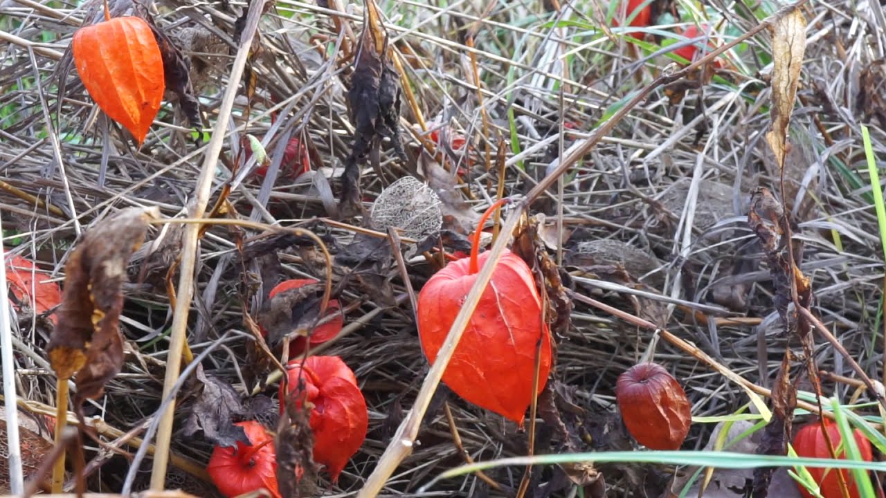 Miechunka rozdęta - Physalis alkekengi