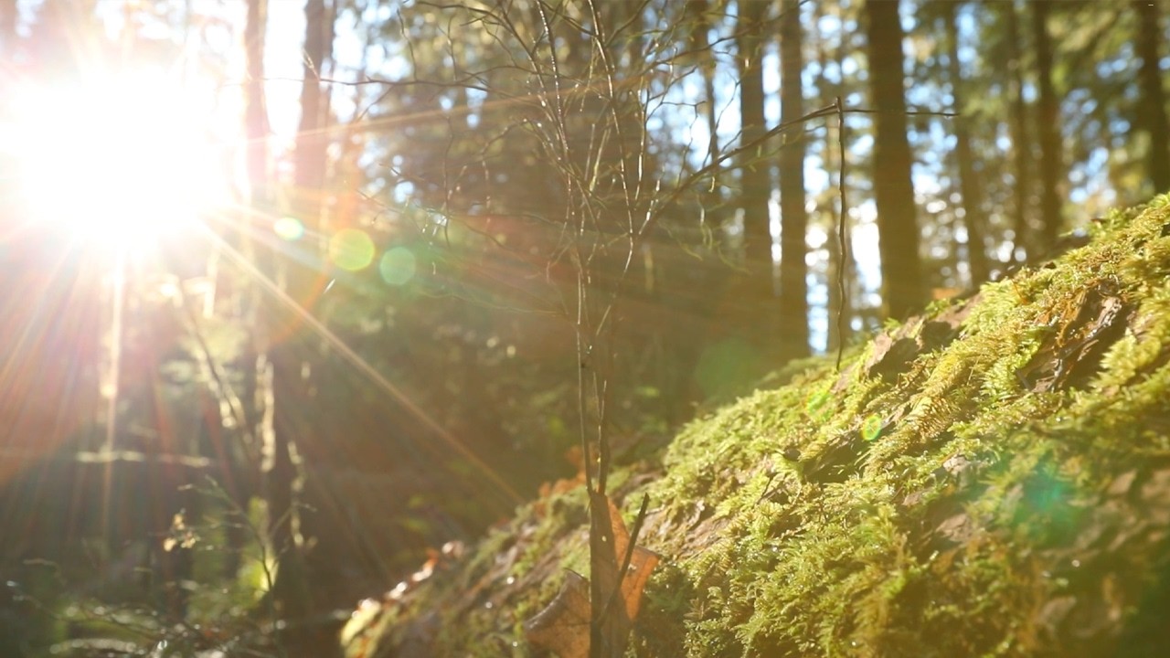 Mindfulness Through Photography Trailer