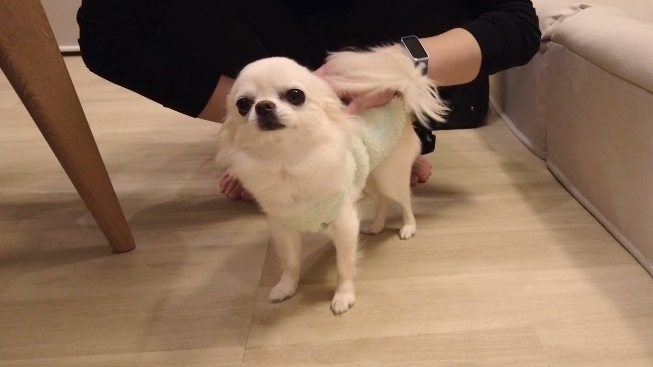 飼い主２人に交互に撫でられて嬉しくなり耳が無くなる箱入り娘チワワ