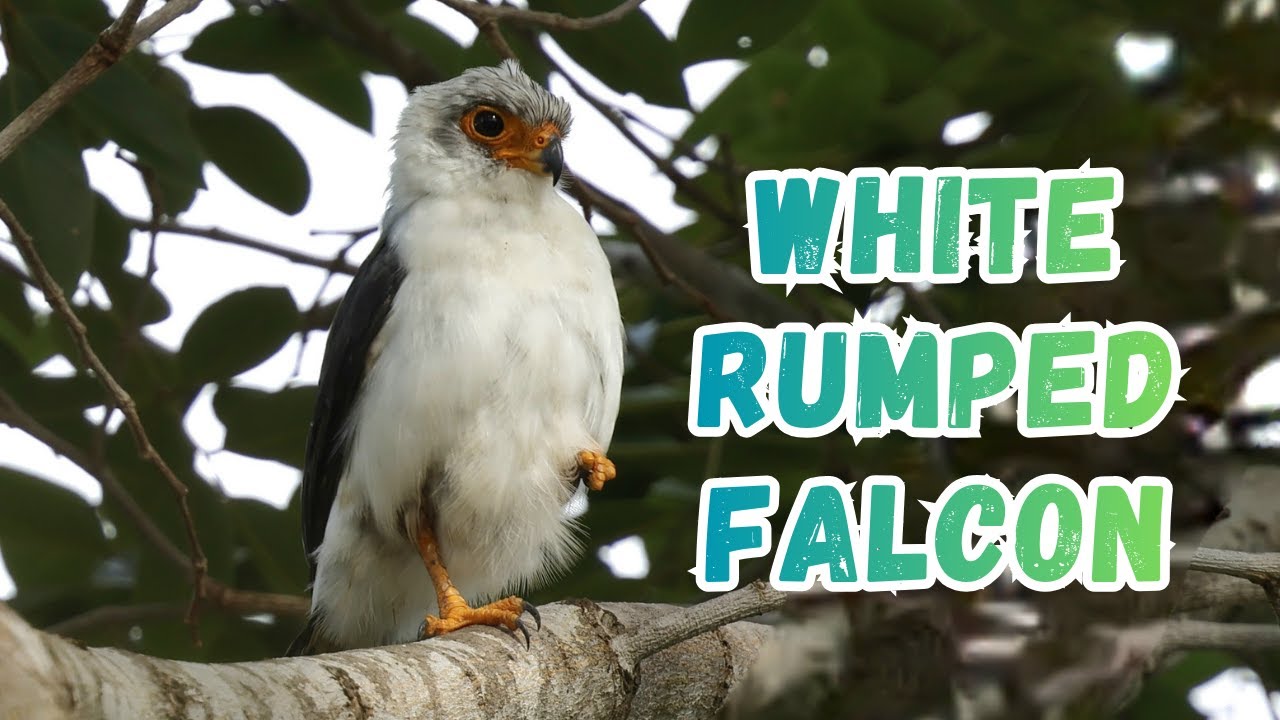 White-Rumped Falcon: The Secret Predator You’ve Never Seen