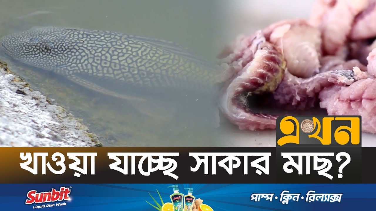 রেস্টুরেন্টে মিলছে সাকার মাছের বার্গার-চিপস | Sucker Fish | Restaurant | Ekhon TV