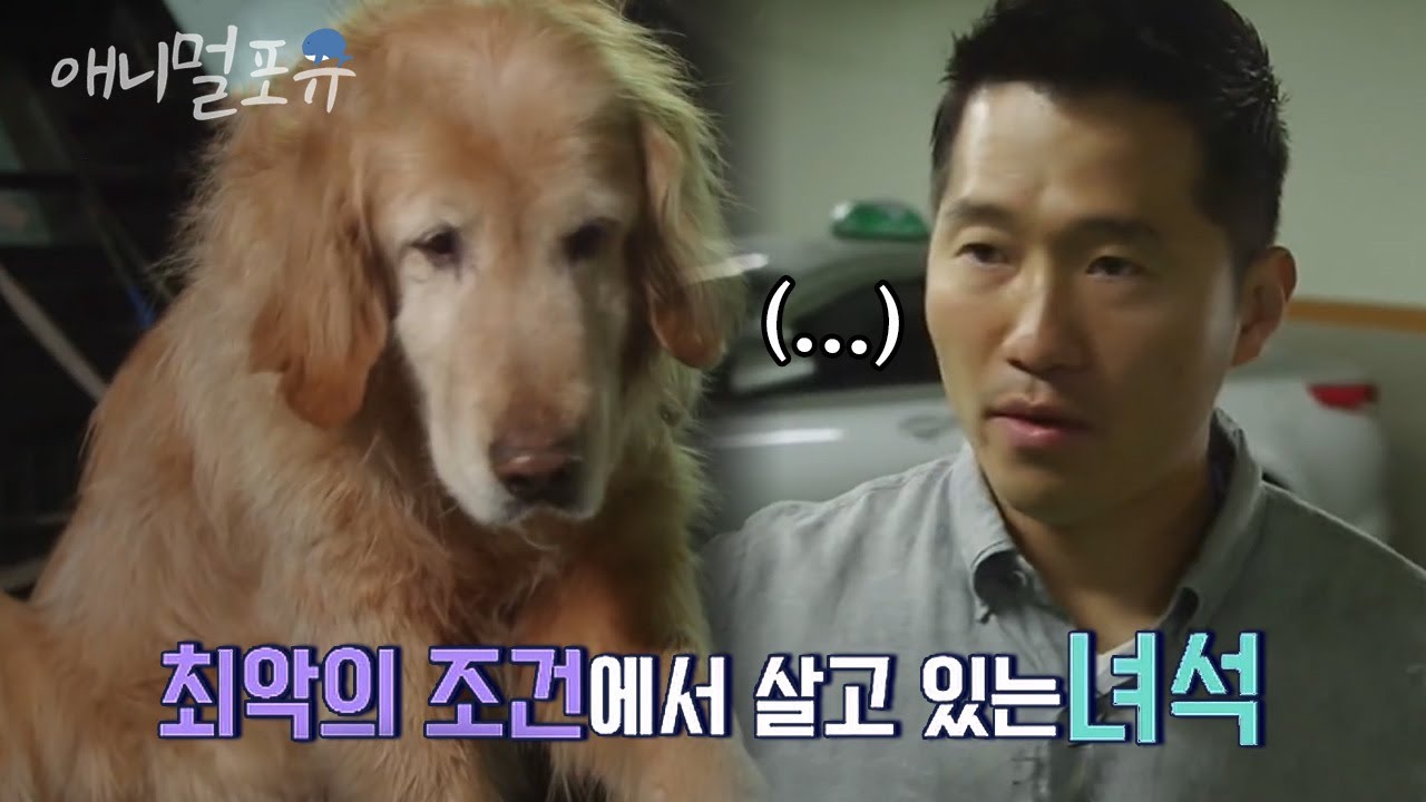 어둡고 습한 지하주차장 트렁크 속에 골든 리트리버가 산다?? 그 모습을 보고 말을 잇지 못하는 강형욱 훈련사 l KBS 셀럽피디 180518 방송
